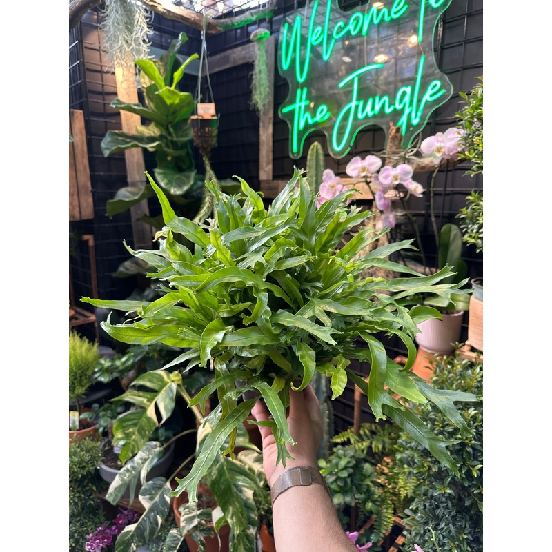Birds Nest Fern ‘Leslie’|6″ Pot