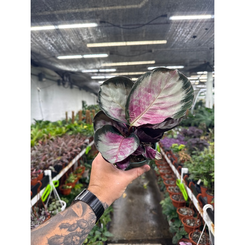 Calathea Roseopicta ‘Purple Rose’