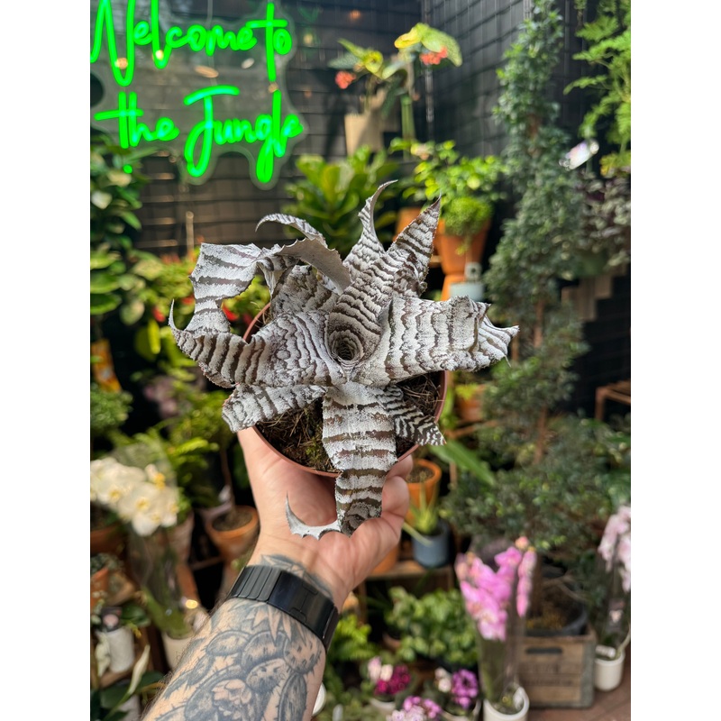 Cryptanthus ‘Absolute Zero’|5″ Pot