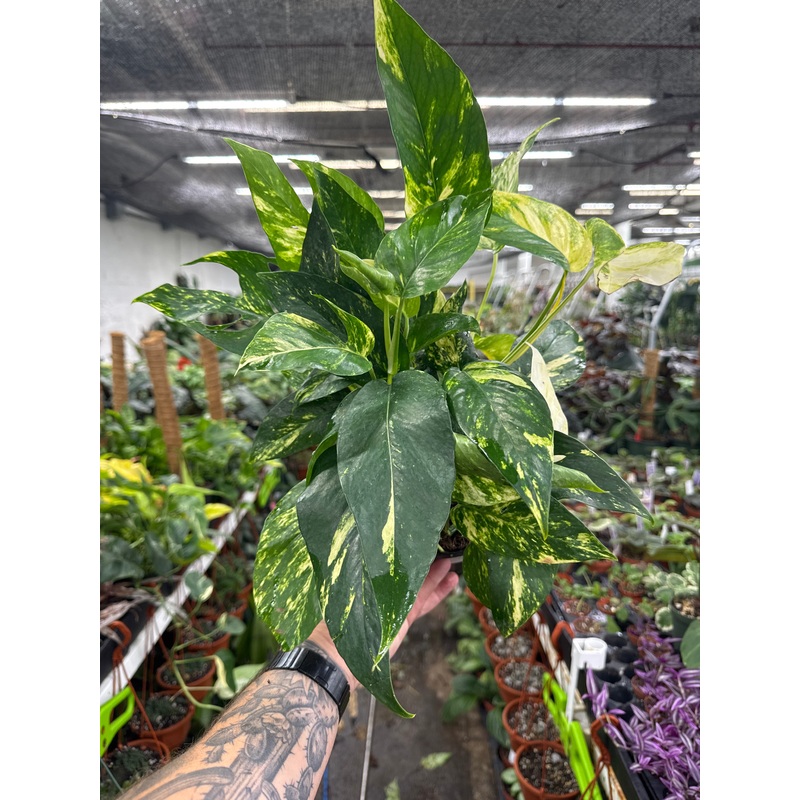 Epipremnum pinnatum ‘Yellow Flame’