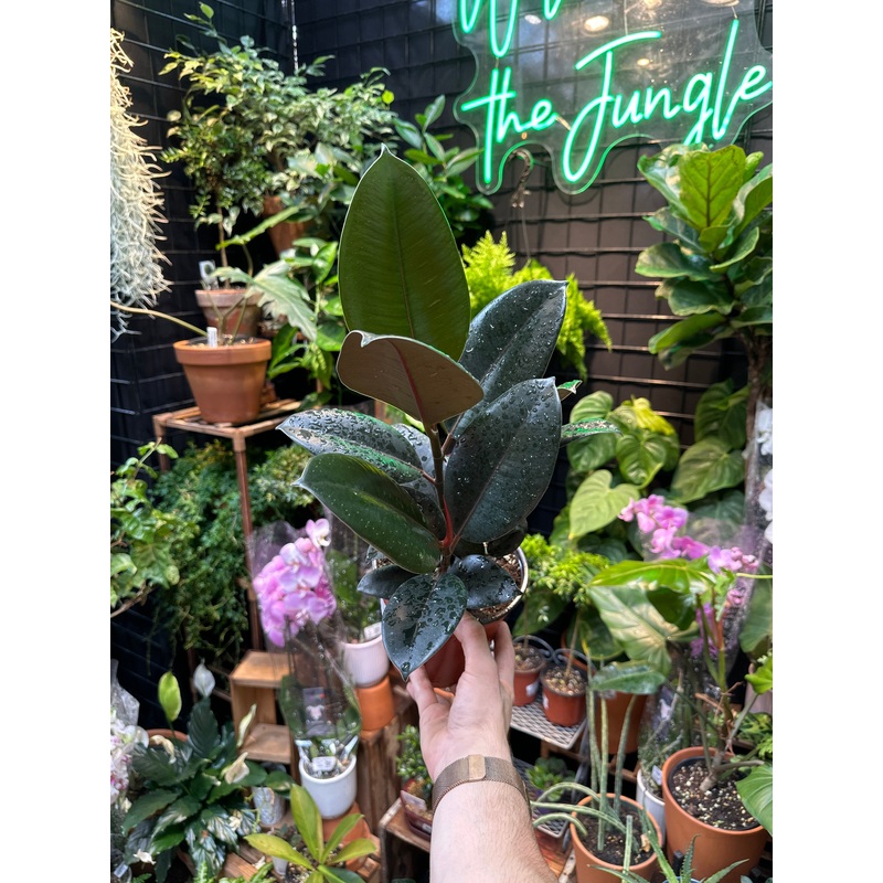 Ficus Abidjan|6″ Pot