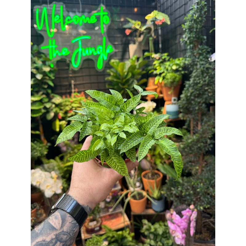 Golden Zebra Bamboo Fern|4″ Pot
