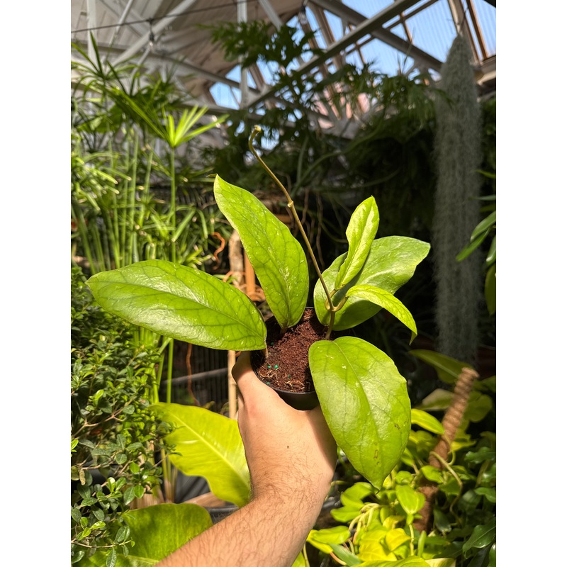 Hoya vitellinoides|4″ Pot