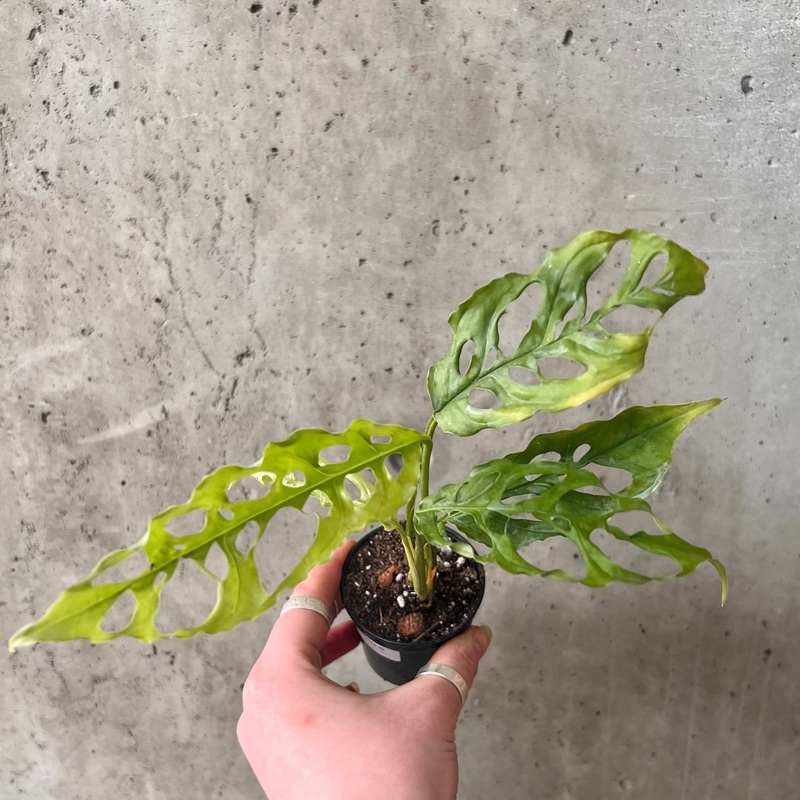 Monstera Obliqua|3 inch|3 inch (smaller)