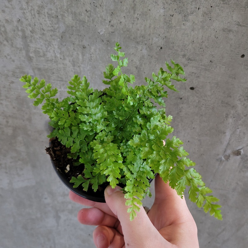 Mossy Soft Shield Fern|4 inch
