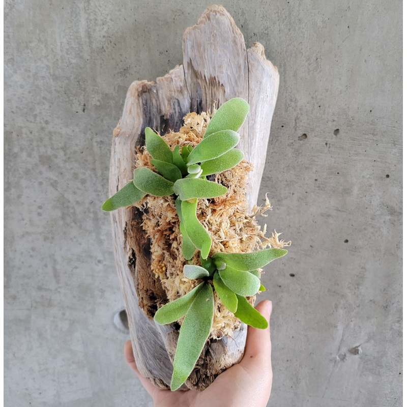 Mounted Platycerium Veitchii|12″ x 6″