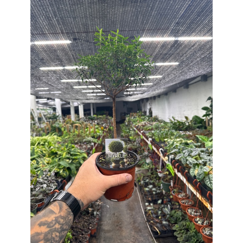 Myrtle Topiary|4″ Pot|6″ Pot