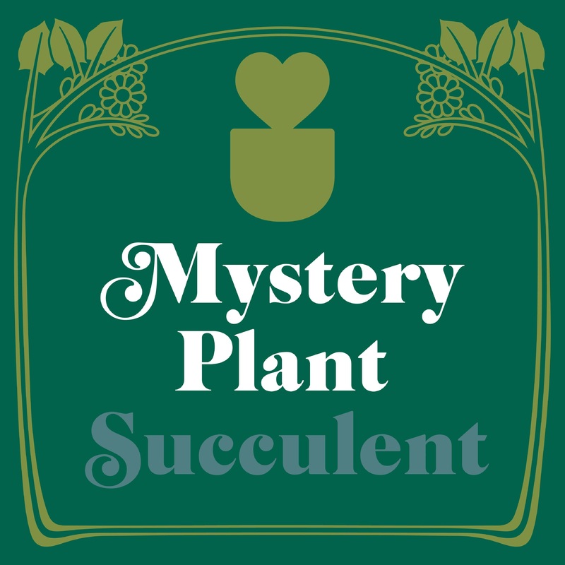 Mystery Succulent House Plant|A Grade|B Grade|4″ Pot