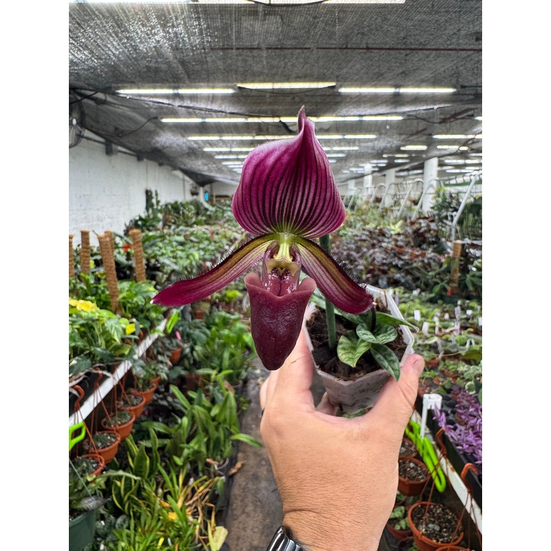 Paphiopedilum ‘Senna Calle’