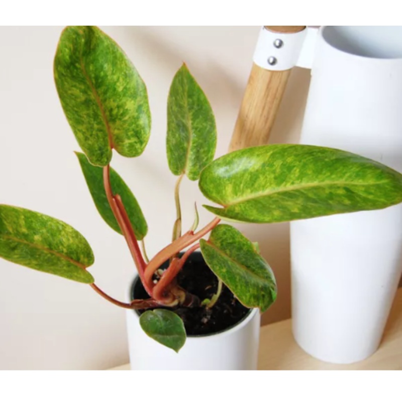 Philodendron ‘Painted Lady’|4 inch|6 inch|10 inch