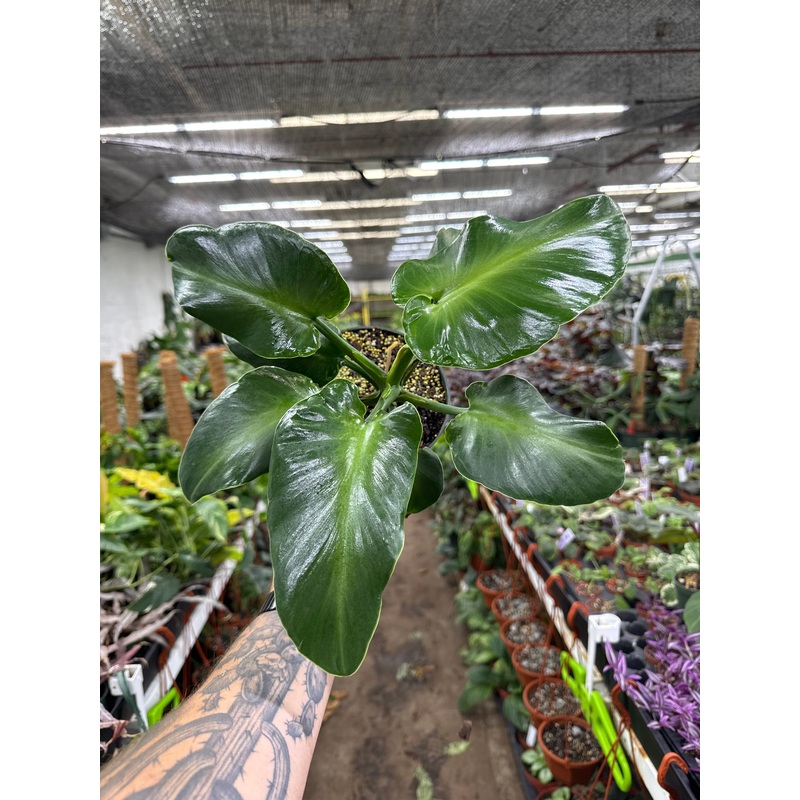 Philodendron Rugosum|4″ Pot|6″ Pot