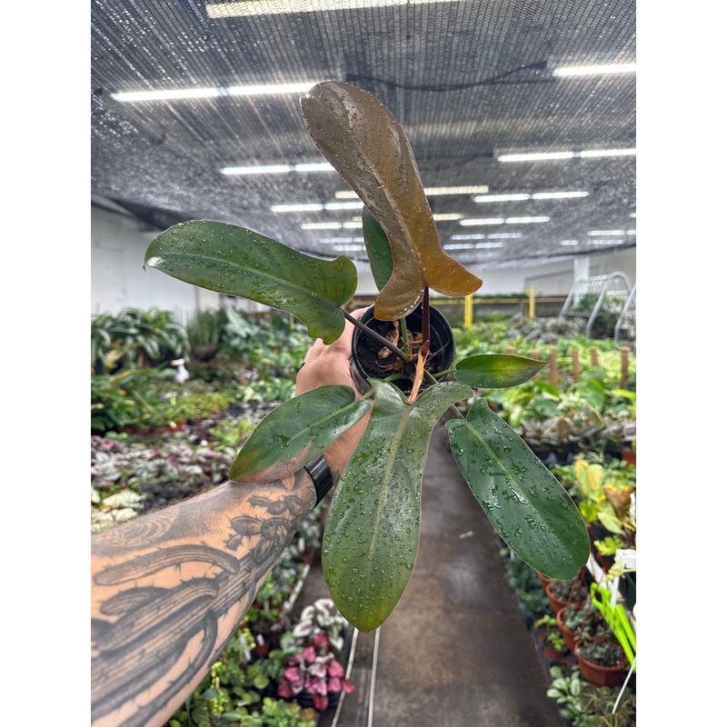 Philodendron ‘Sayaka’|4″ Pot