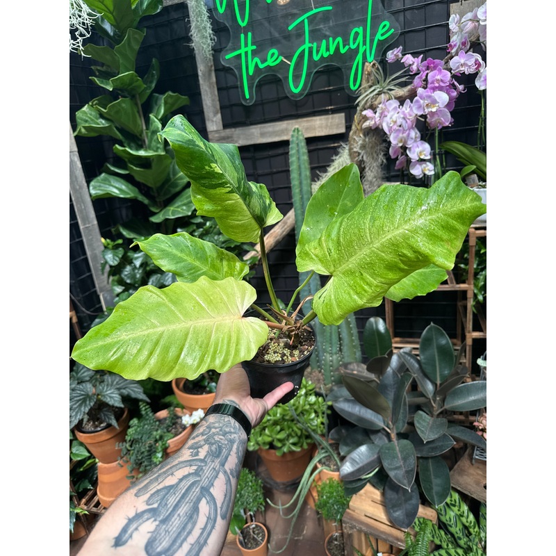 Philodendron ‘Snowdrift’|6″ Pot