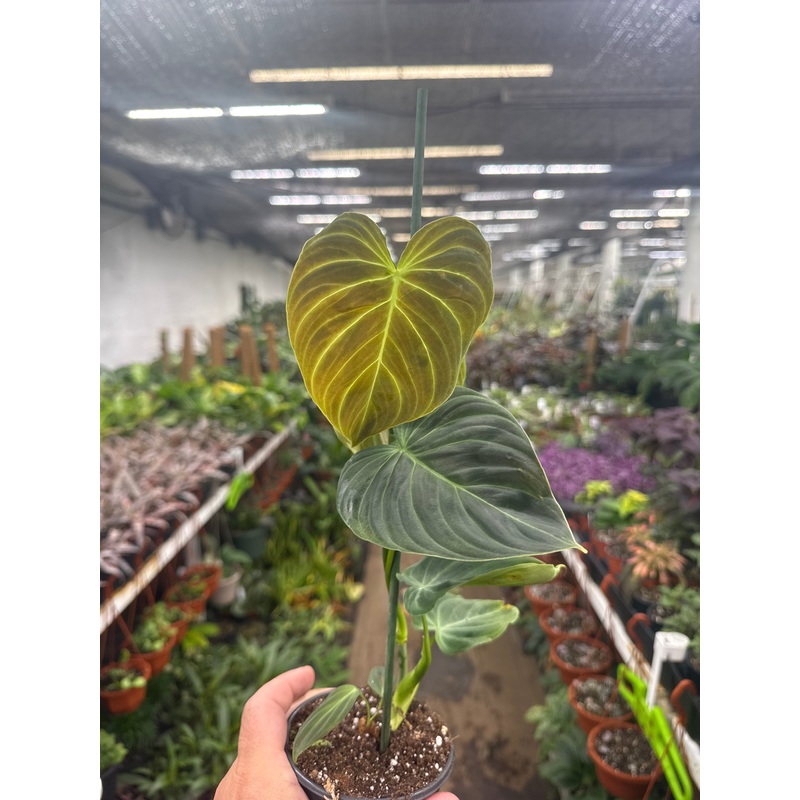 Philodendron ‘Splendid’|4″ Pot