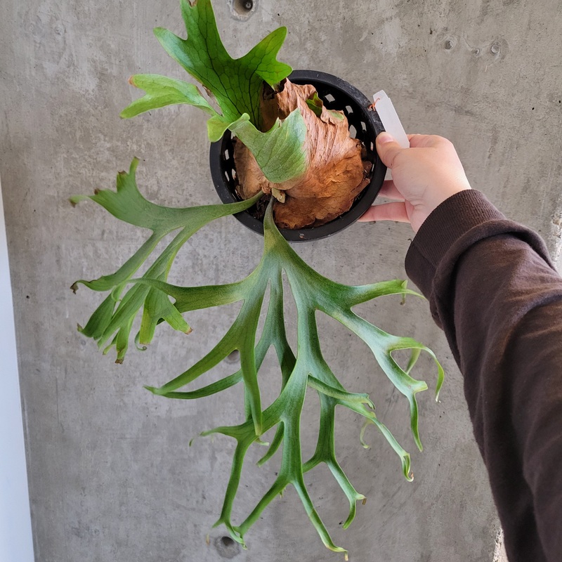 Platycerium Coronarium var. ‘Phillipines’