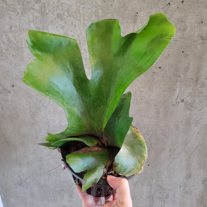 Platycerium Holttumii|6 inch|6 inch (leaf damage)