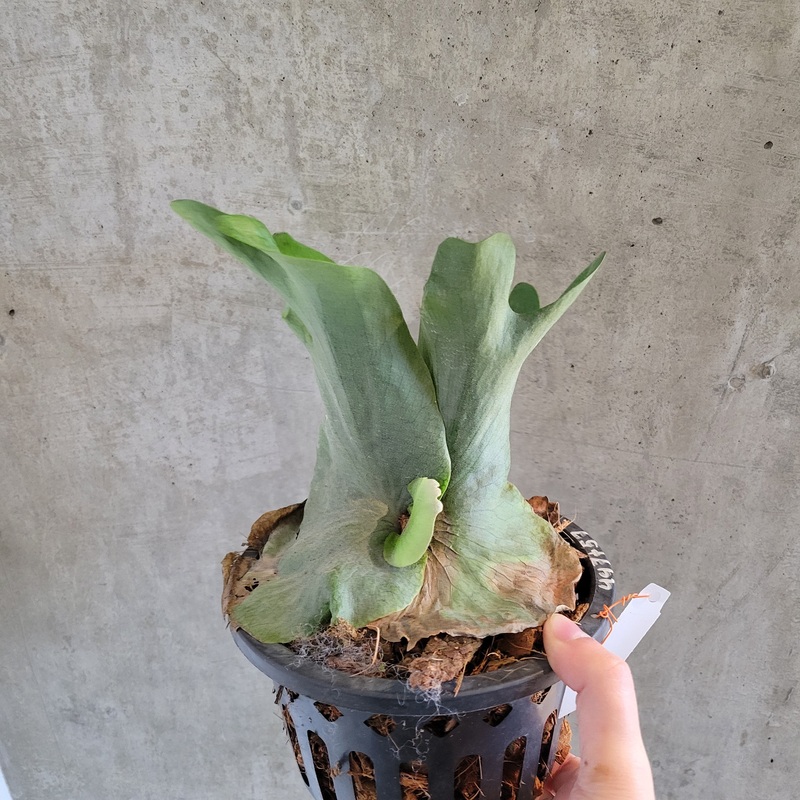 Platycerium Wandae|6 inch