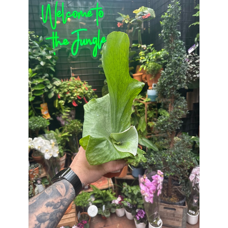 Platycerium wandae ‘Giant Staghorn Fern’