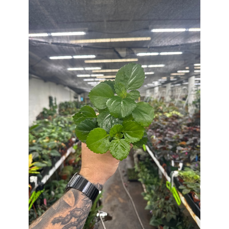 Plectranthus Swedish Ivy|2.5″ Pot|4″ Pot|6″ Hanging Basket