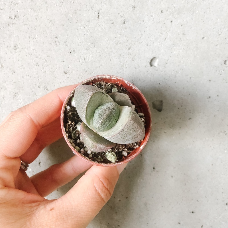 Pleiospilos nelii|2 Inch