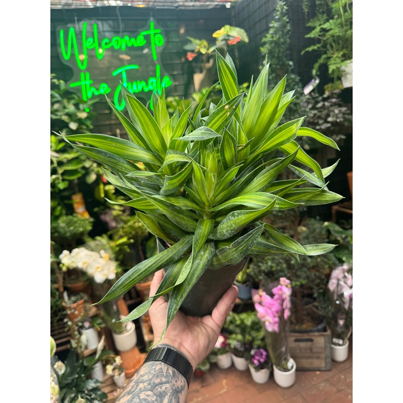 Pleomele ‘Song of Jamiaca’|6″ Pot