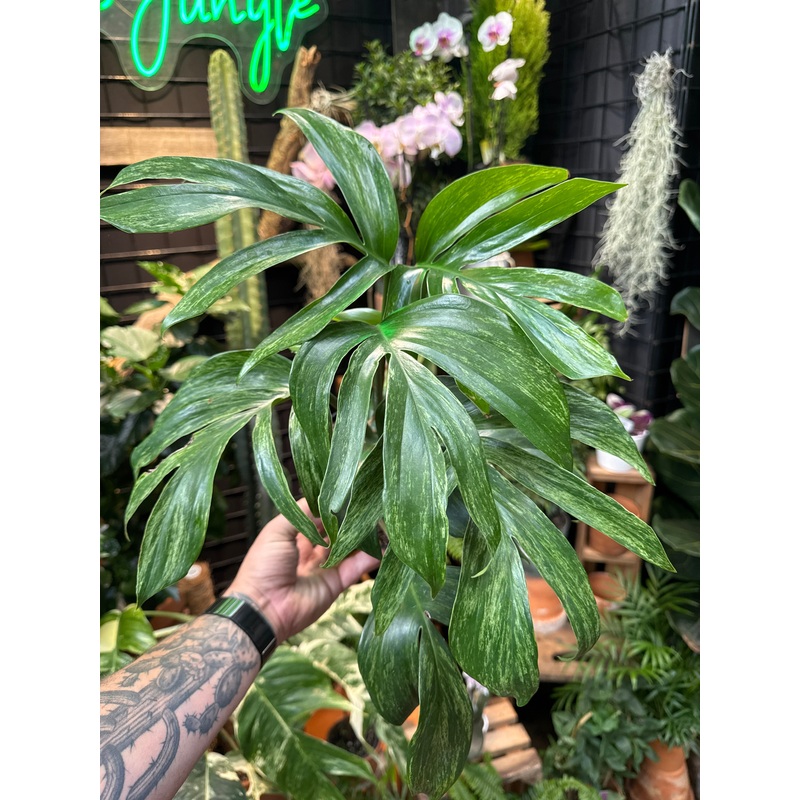 Rhaphidophora decursiva variegata
