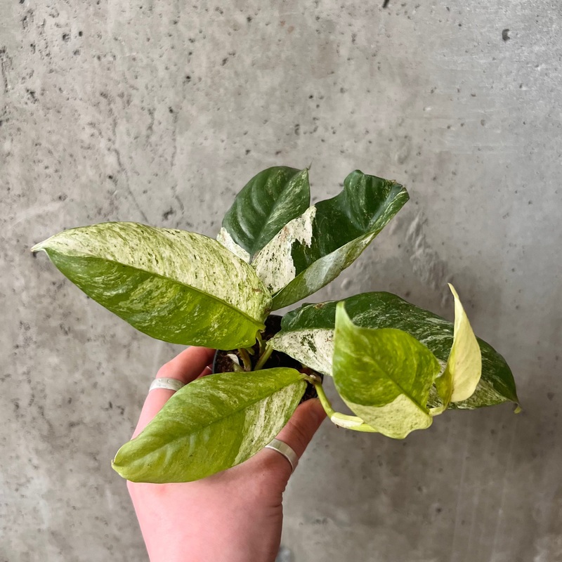 Rhaphidophora Puberula|3 inch