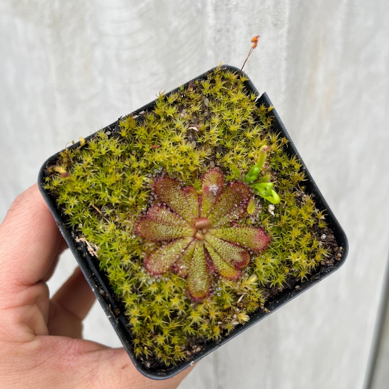 Rosette Sundew|3 inch