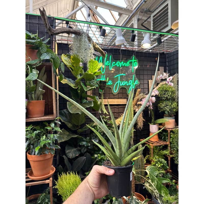 Sansevieria ‘Tom Gracillis’
