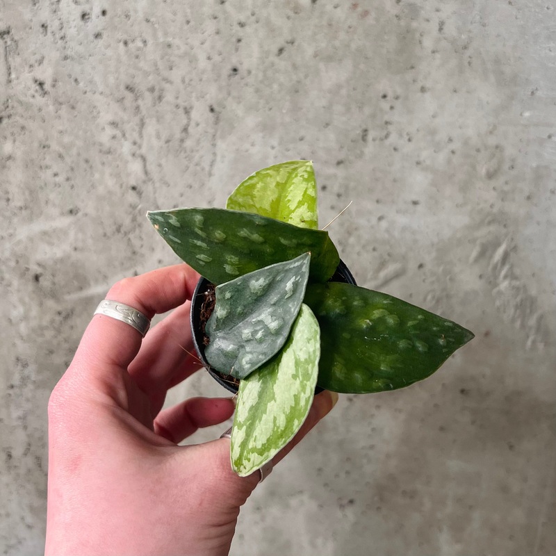 Scindapsus ‘Black Mamba’|3 inch