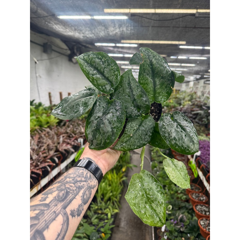 Scindapsus exotica ‘Mount Salak’