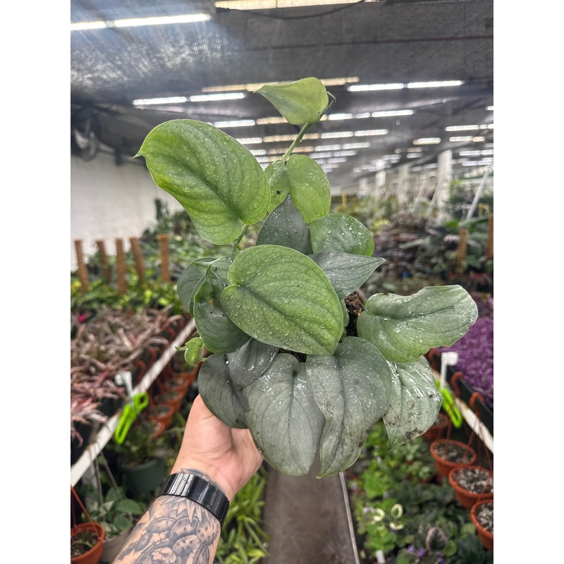Scindapsus ‘Platinum Java’|6 Pot
