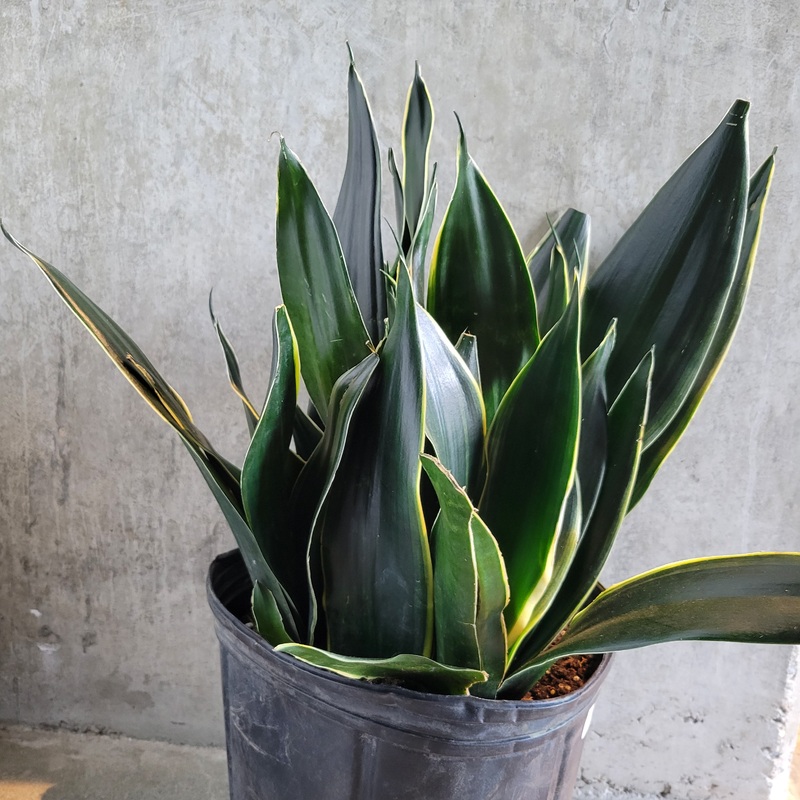 Snake Plant Fabi Superba|2 inch|4 inch|6 inch|8 inch|10 inch
