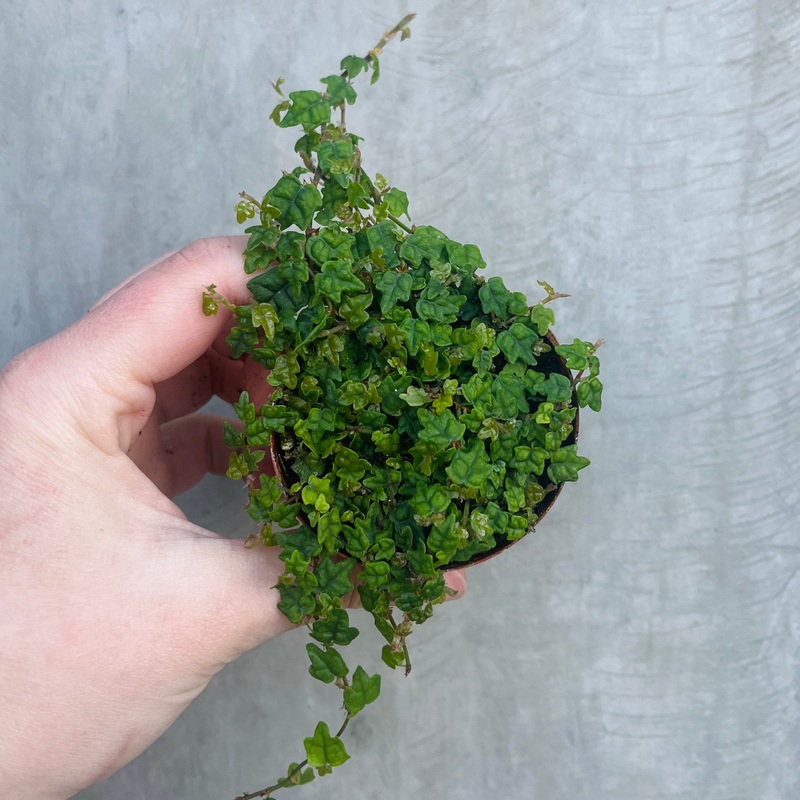 String of Frogs|3 inch