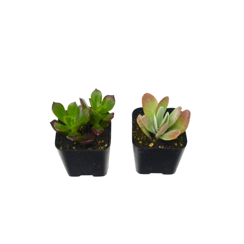 Succulent 2-Pack / 2.0 Pot / Live Home and Garden Plants