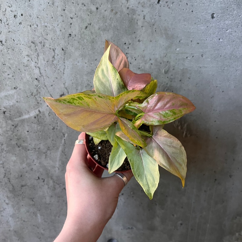 Syngonium ‘Pink Splash’|2.5 inch|4 inch