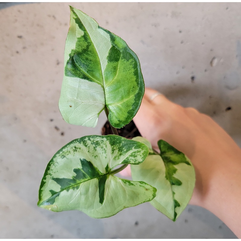 Syngonium ‘Three Kings’|2.5 inch