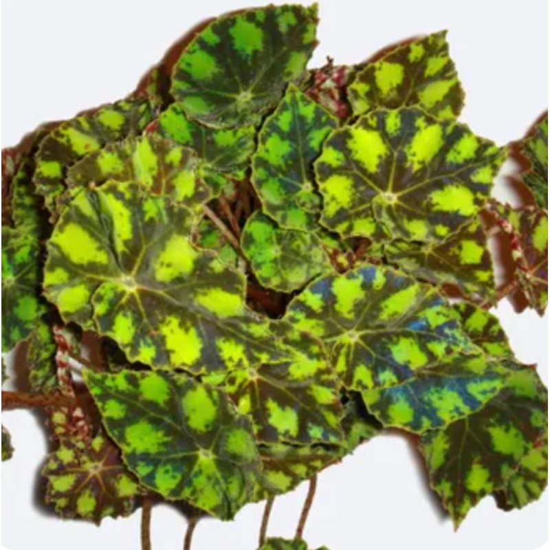 Tiger Paw Begonia|4 inch