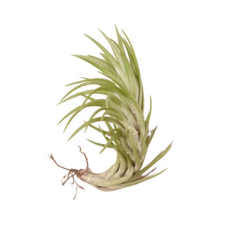 Tillandsia Air Plant Araujei