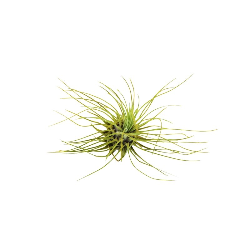Tillandsia Air Plant Fuchsii – 3 Pack