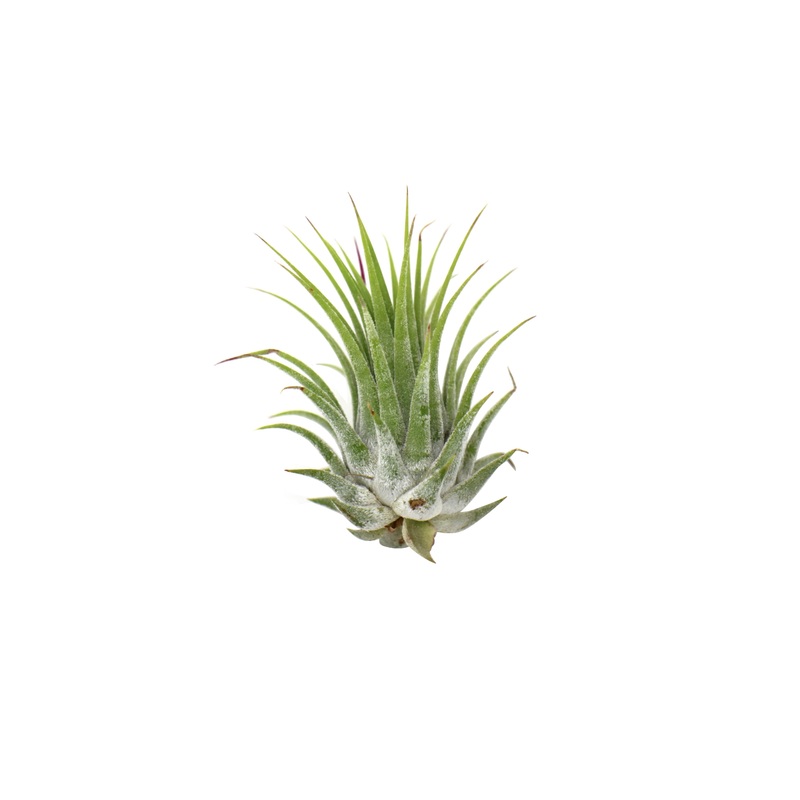 Tillandsia Air Plant Ionantha – 10 Pack