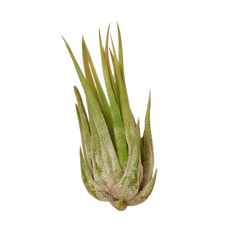Tillandsia Air Plant Kolby – 3 Pack