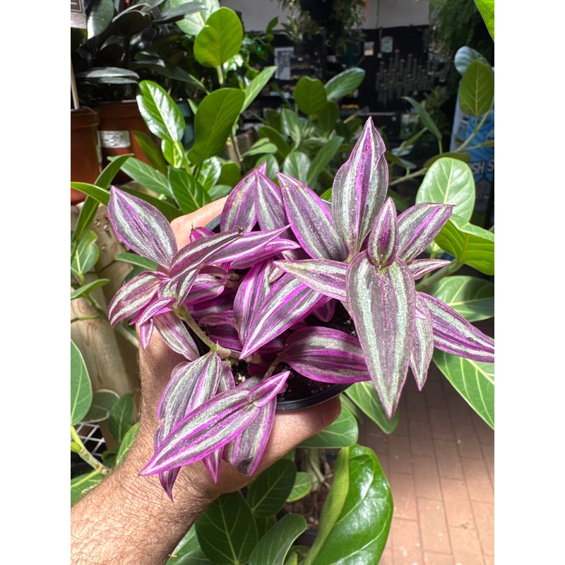 Tradescantia ‘pink paradise’|2″ Pot|4″ Pot|6″ hanging basket