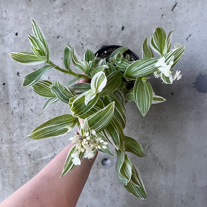 Tradescantia Sanna|4 inch