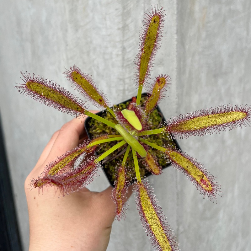 Wide-Leaf Sundew|3 inch