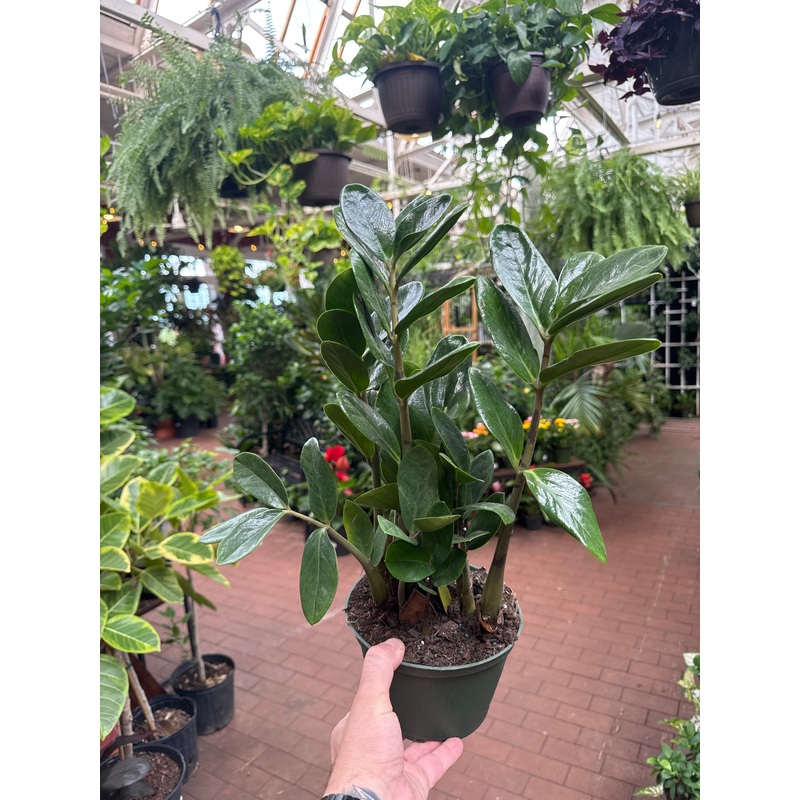 Zamioculcas Zamiifolia (ZZ) ‘Lucky’