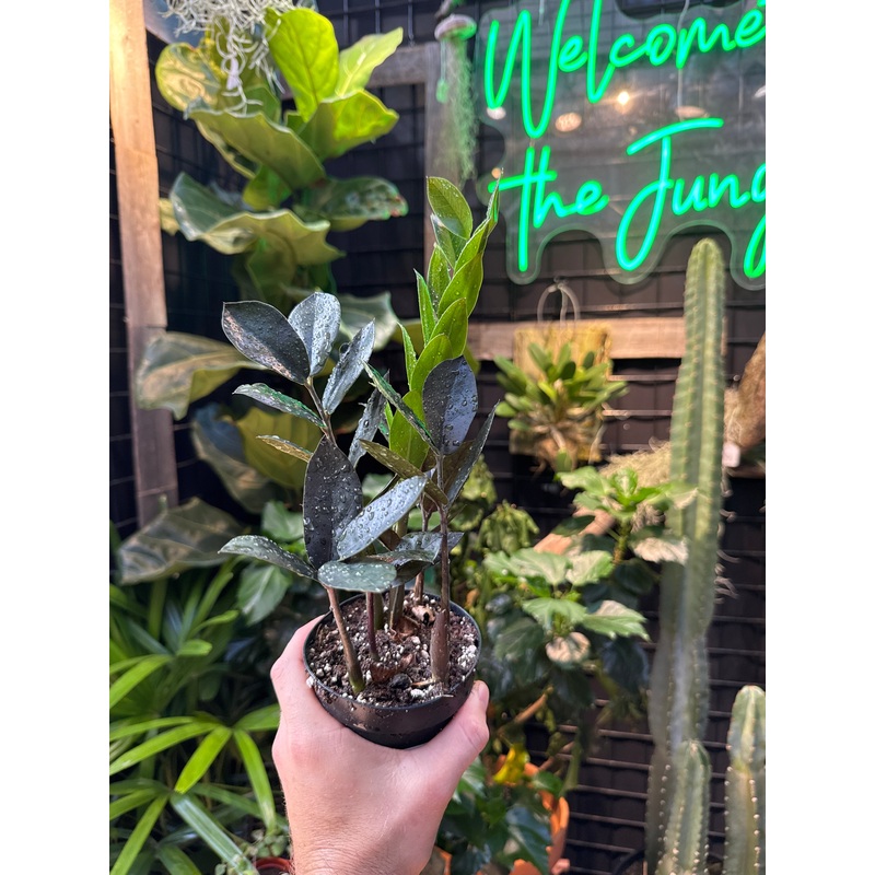ZZ Plant ‘Zamicro’ Black|4″ Pot