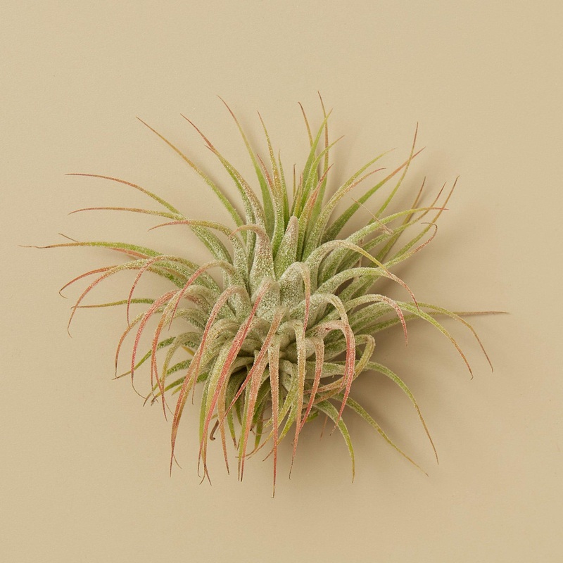 3 Ionantha Guatemala Air Plants – 2 Inch