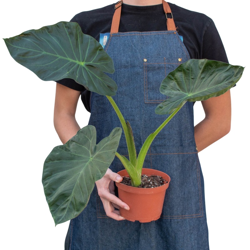 Alocasia ‘Regal Shield’|4″ Pot|6″ Pot