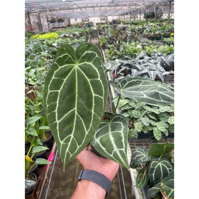 Anthurium Crystallinum|4″ Pot